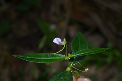 Impatiens minor